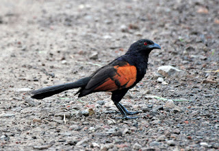 Cara Memelihara Burung Bubut