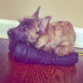 Cute dogs - part 7 (50 pics), tiny dog lays on the shoe