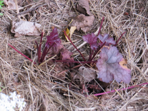 heuchera