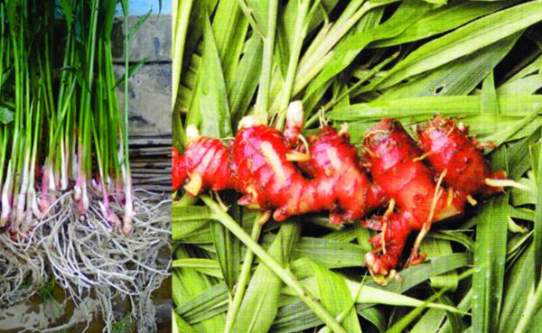 .bunga kehidupan: Cultivation Techniques and Ways Red Ginger Abundant Results