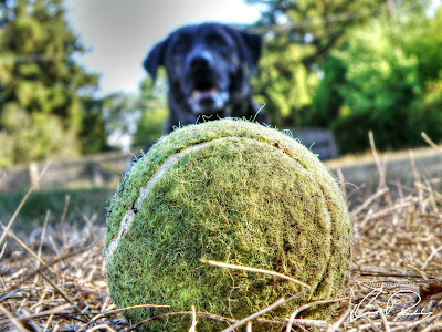 dog tennis ball doggy puppy play time playing