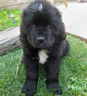 Newfoundland Puppy Picture