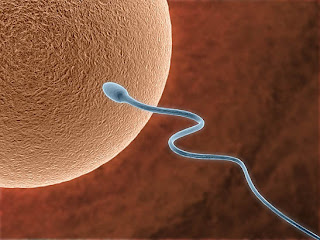 ovulos celulas madre fertilidad