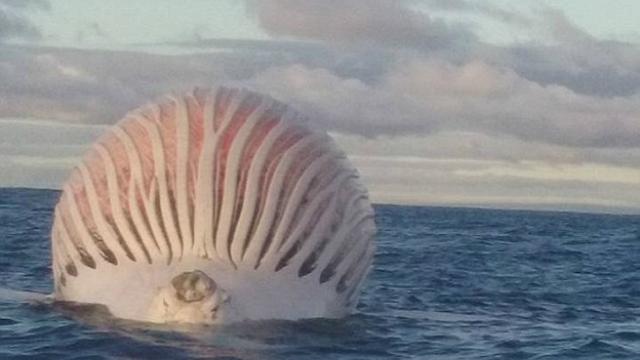 Penemuan Makhluk Misterius Seperti Balon Raksasa di Laut