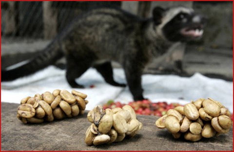 World s Luxurious Civet Coffee  is the World s Most 