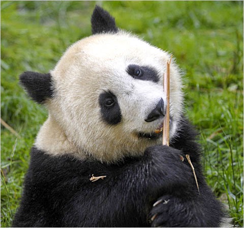  Gambar  Panda  Lucu  Serta Asal Usul Panda  Ayeey com