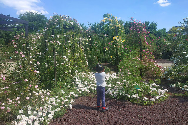 Castle Coloma Largest Rose Garden in Europe