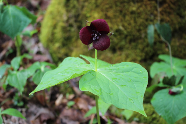 deep maroon bloom of Southern Red trillium flower