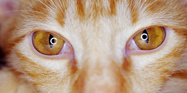 Glaucoma in Cats