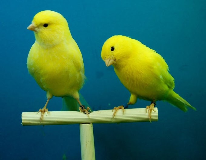  Recomendaciones para el cuidado de los canarios   