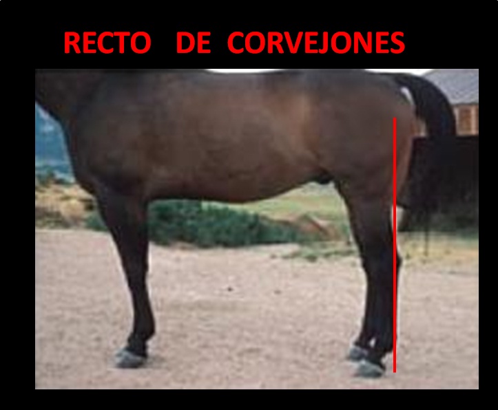 Resultado de imagen de Corvejón