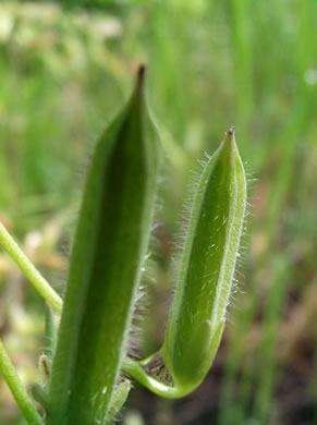 Кислица цветная (Oxalis colorea)