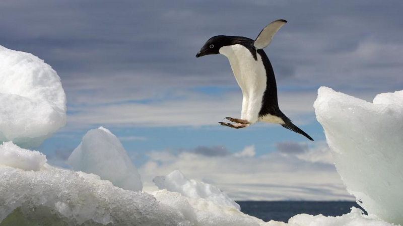 Penguin Adele Nama  Nama  Hewan  Dari Huruf  A Sampai Z 