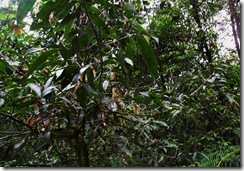 Cinnamon Tree