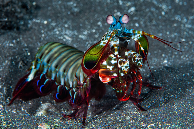 Exploring the Aquatic Realm: Unveiling the World's Most Gorgeous Fish