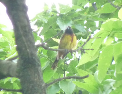 yellow, brown, and black oriole