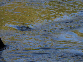 Pere Marquette River