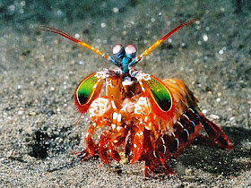 mantis shrimp