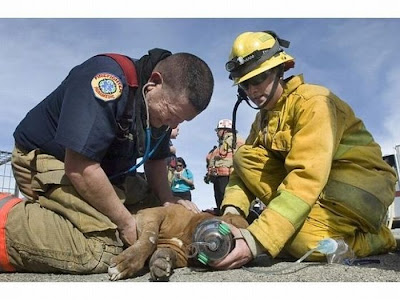 Animals Being Rescued Seen On www.coolpicturegallery.us