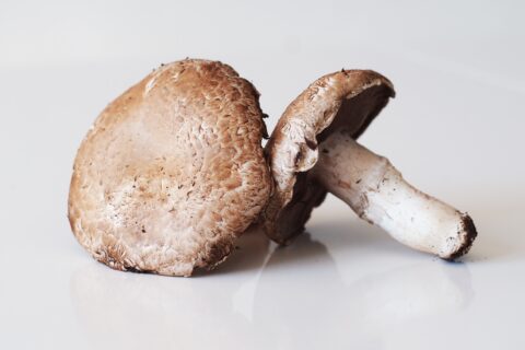 Mushroom Supplier Company in Howrah | Mushroom Supplier Company in India | Biobritte Agro Solutions Private Limited