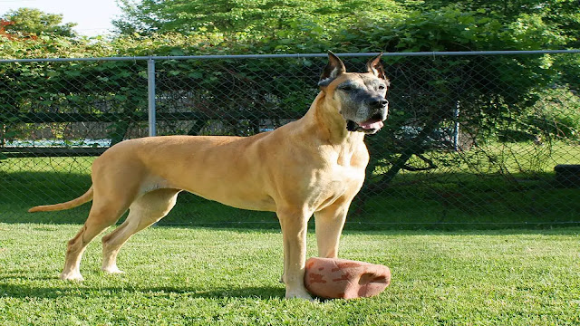 Great Dane