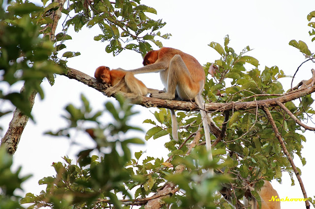 05-08-19. Segundo día con los orangutanes. - Orangutanes, volcanes y un poquito de Bali (9)