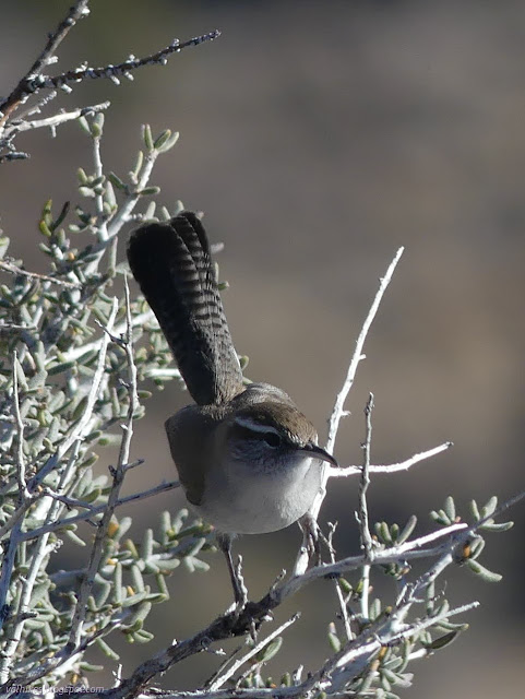 41: bird with tail up