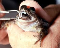 Top 10 Most Wanted Frogs On Earth