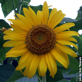 Julie Ann Brady - Russian Mammoth Sunflower - June 22, 2018