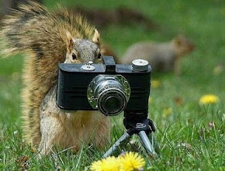 Funny Animals With Camera