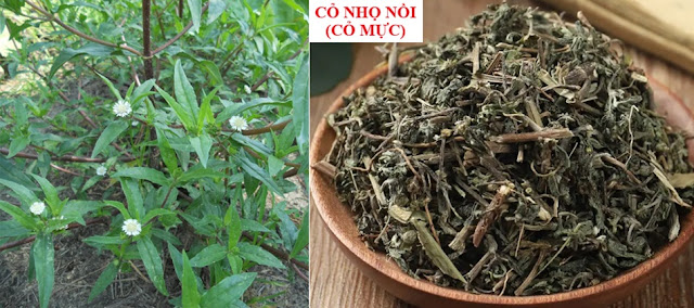 THUỐC CHỈ HUYẾT (CẦM MÁU) - CỎ NHỌ NỒI (hạn liên thảo - Pars aerae Ecliptae albae)