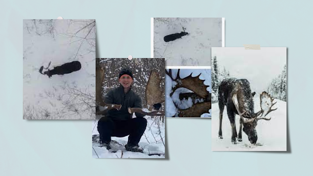 Drone Captures Moose Shedding Antlers: A Magnificent Wildlife Event