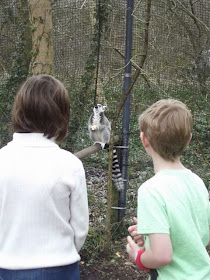 Watching the ring tailed lemur
