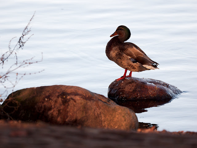 Stockente steht auf einem Stein