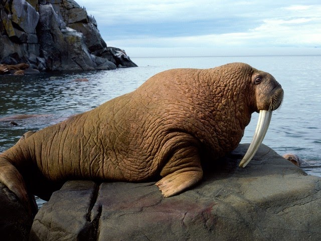 True Wild Life: Walrus