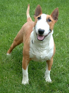 Bull Terrier Puppy Picture