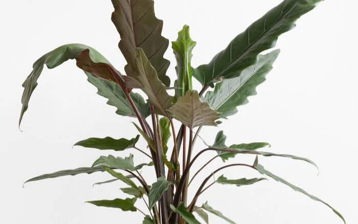 Alocasia Lauterbachiana em fundo branco, com close-up para registrar as nuances de cores verde e roxa em suas folhas.