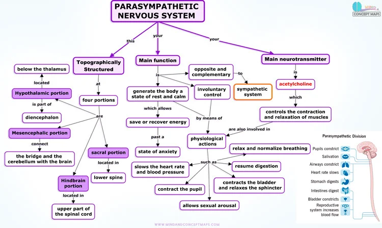 Conceptual map of the parasympathetic nervous system