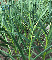 garlic scapes June 22