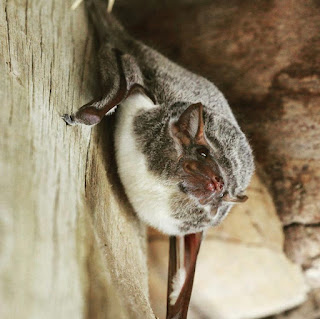 18 distinctive qualities of Bats