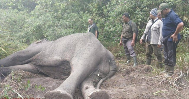 Gajah Soliter Paling Ditakuti di Lampung Ditemukan Mati Mendadak