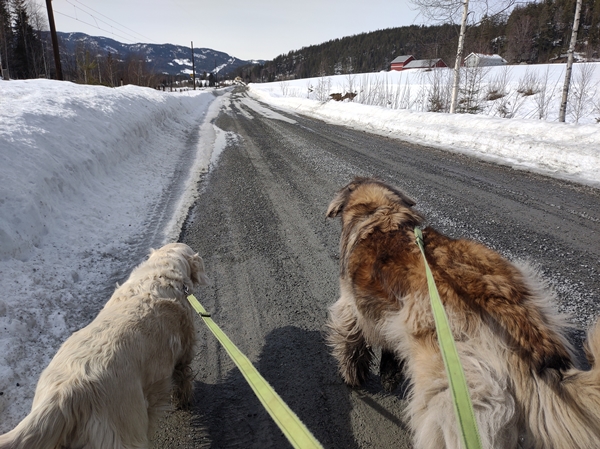 golden retriever leonberger