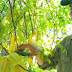  Se trabajan las buenas prácticas agrícolas para la fertilización en frutos tropicales de la provincia