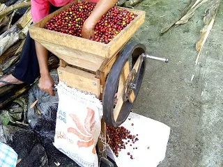 alat pengolahan biji kopi secara tradisional