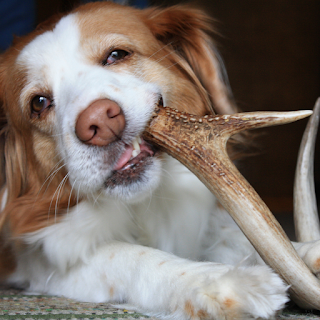 Close up of a tan and white Border Collie type dog chewing on an antler chew