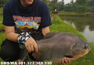 Essen Ikan Bawal Khusus Di Rawa