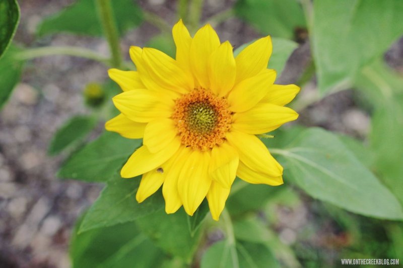 Sunflowers | On The Creek Blog // www.onthecreekblog.com