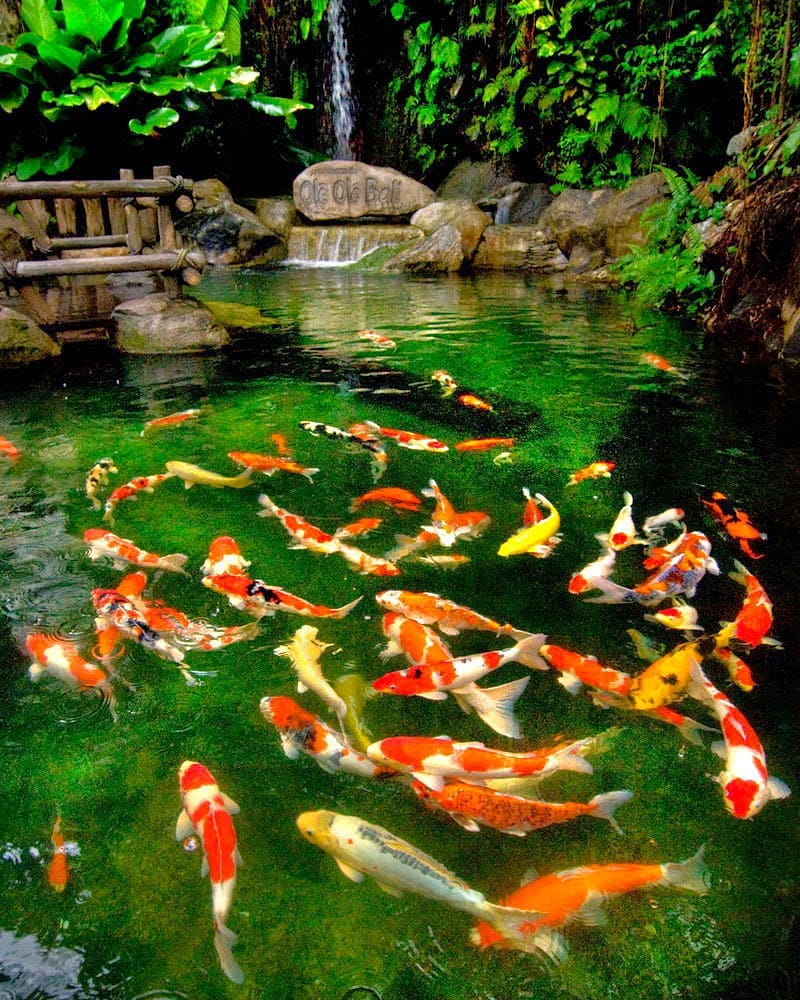 30+ Ini Gambar Pemandangan Alam Dan Ikan Koi