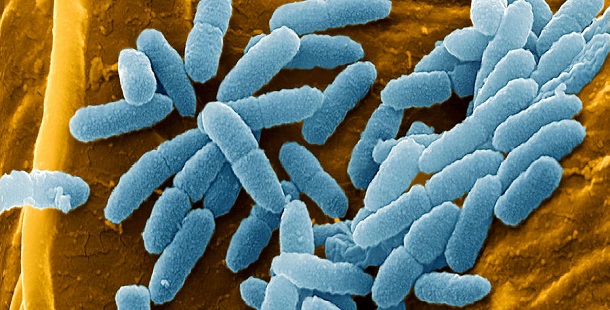 Bactérias no espaço crescem de forma estranha