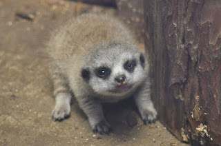 23 Adorable Pictures Of Shy Baby Meerkat And Its Family